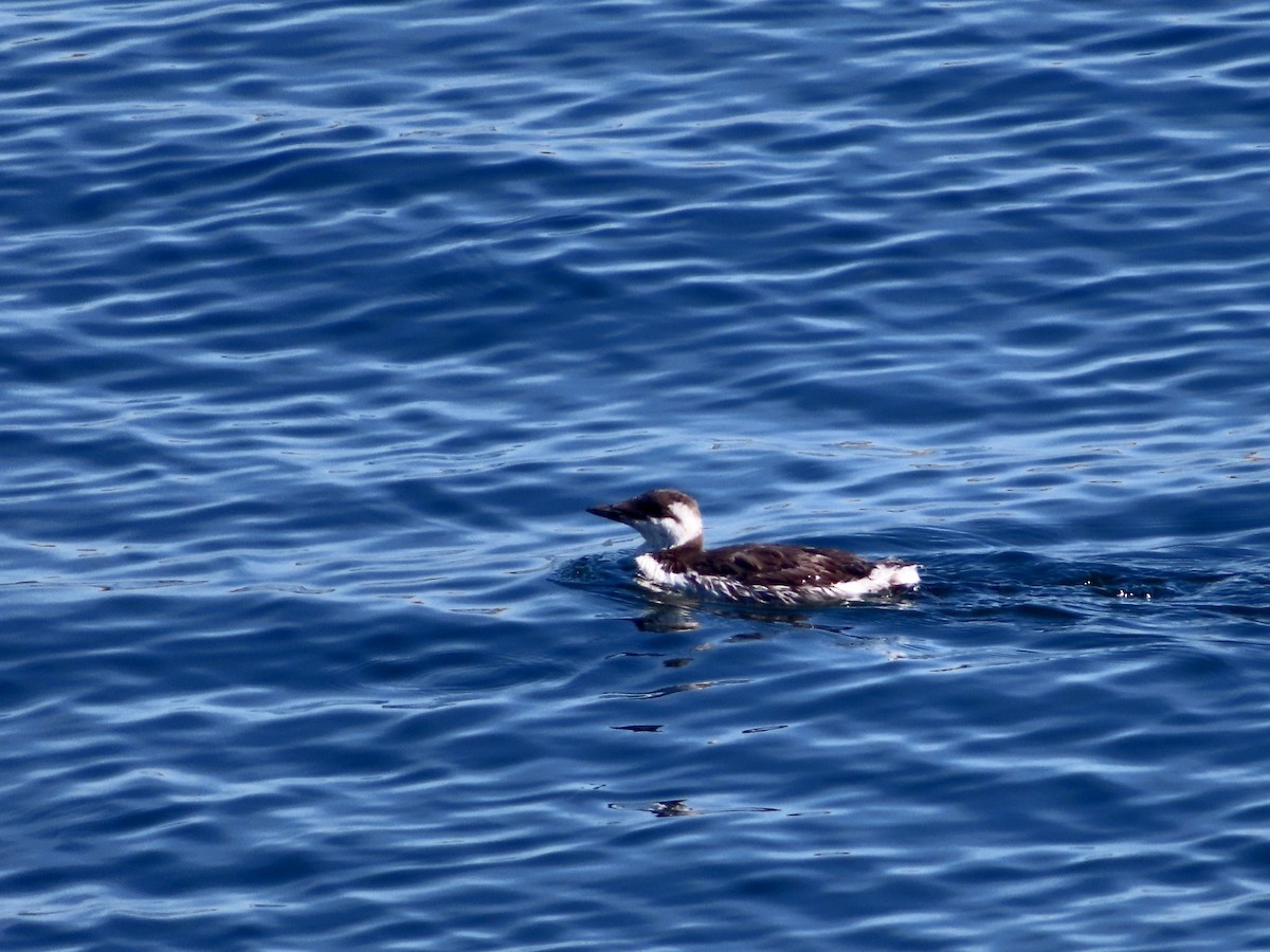 Guillemot marmette - ML640573804