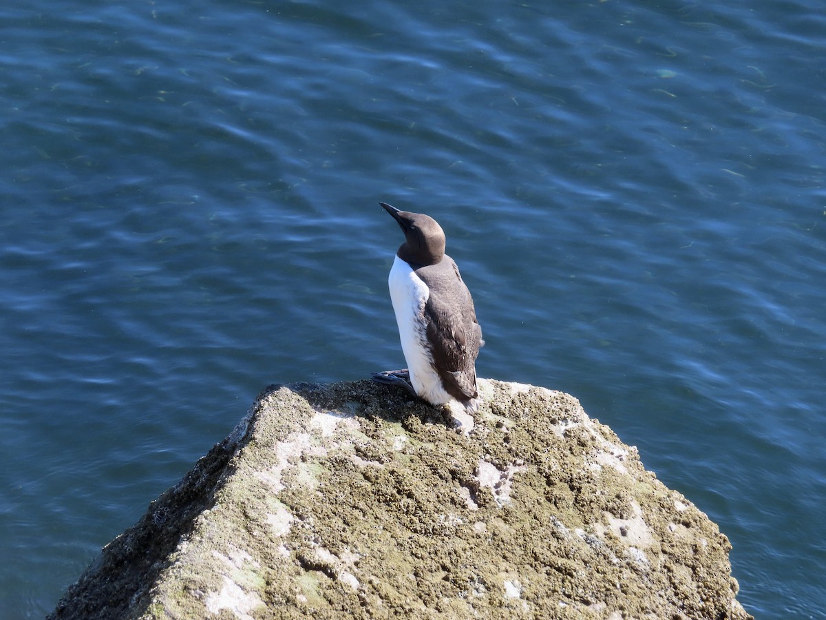 Guillemot marmette - ML640573805