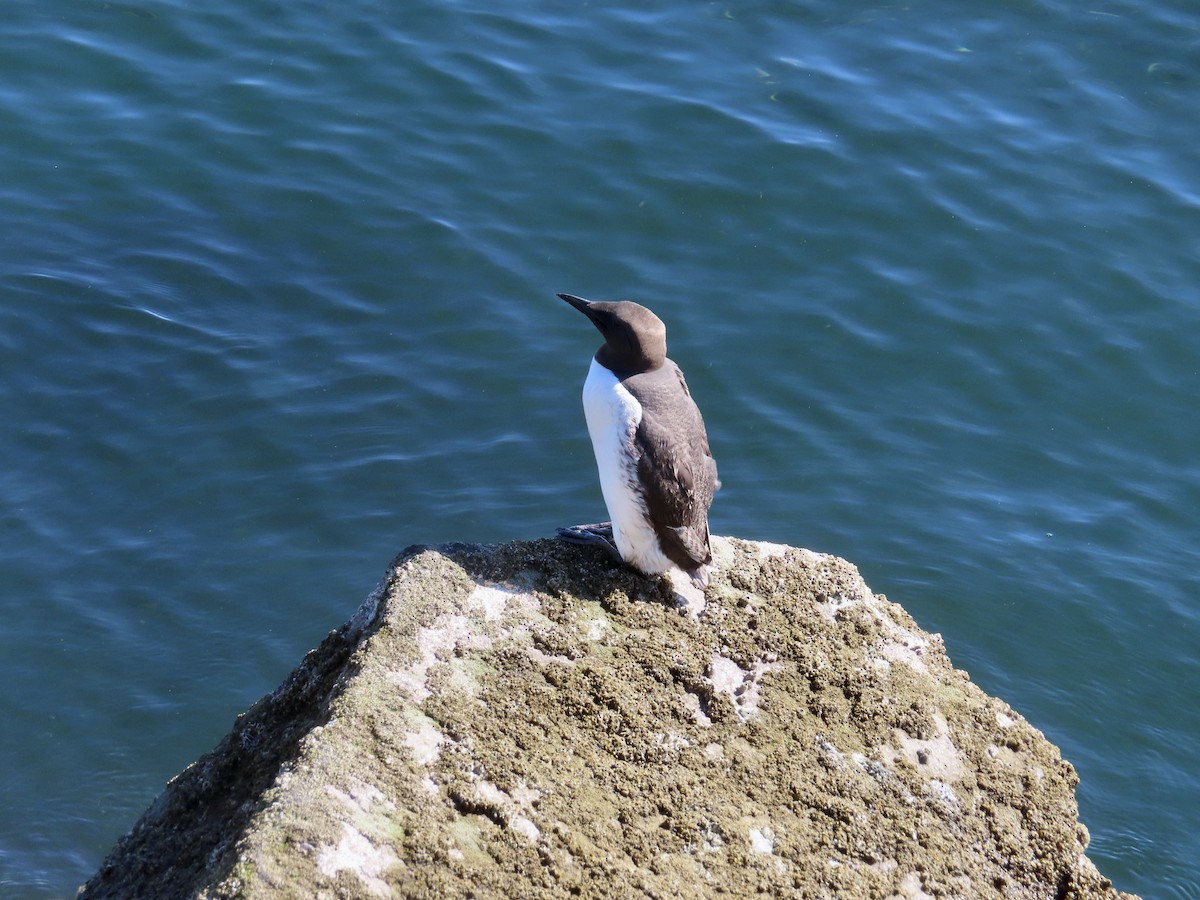 Guillemot marmette - ML640573806