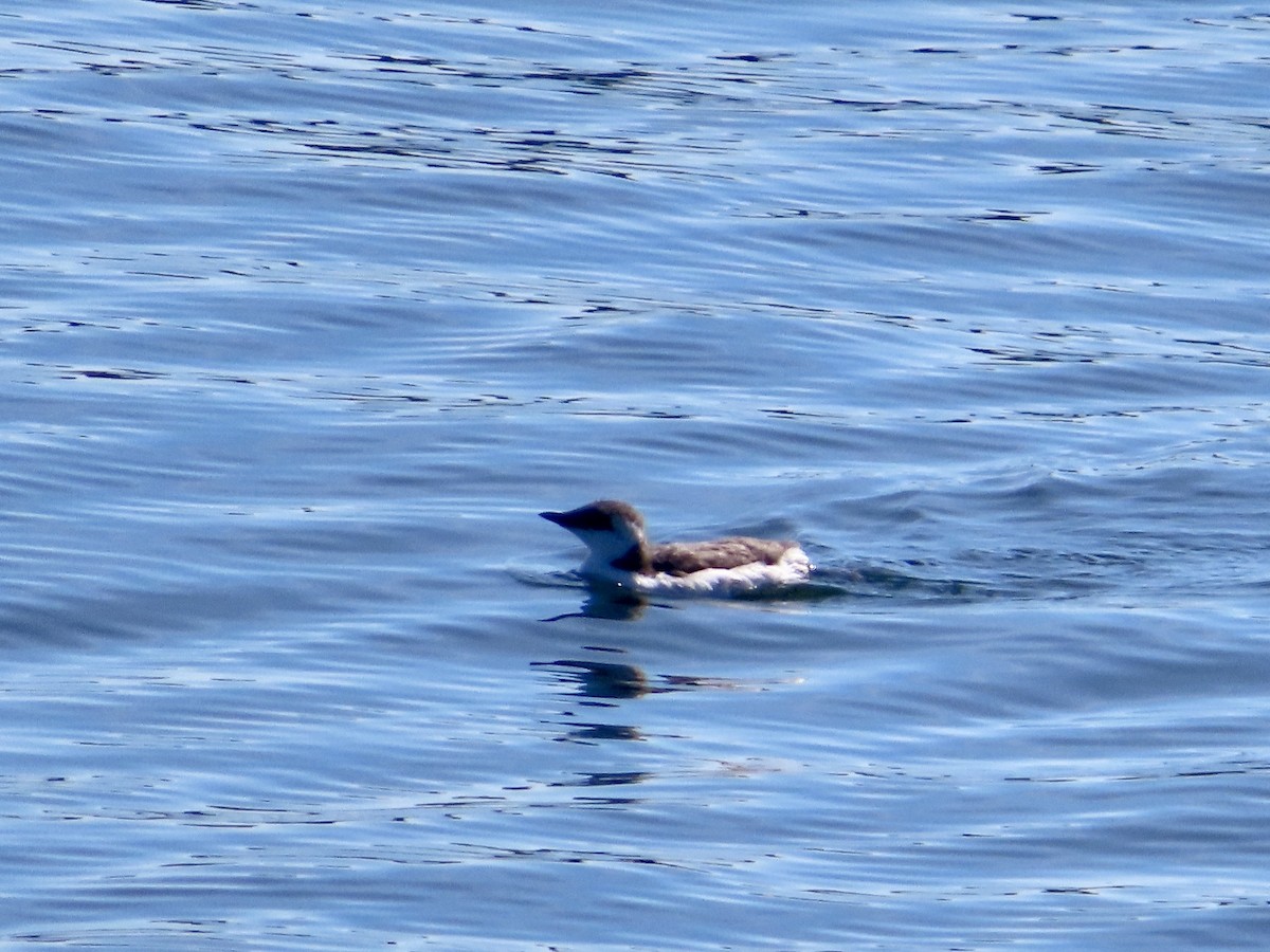Guillemot marmette - ML640573855