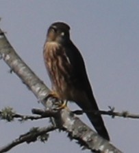 Belatz txikia - ML640573892