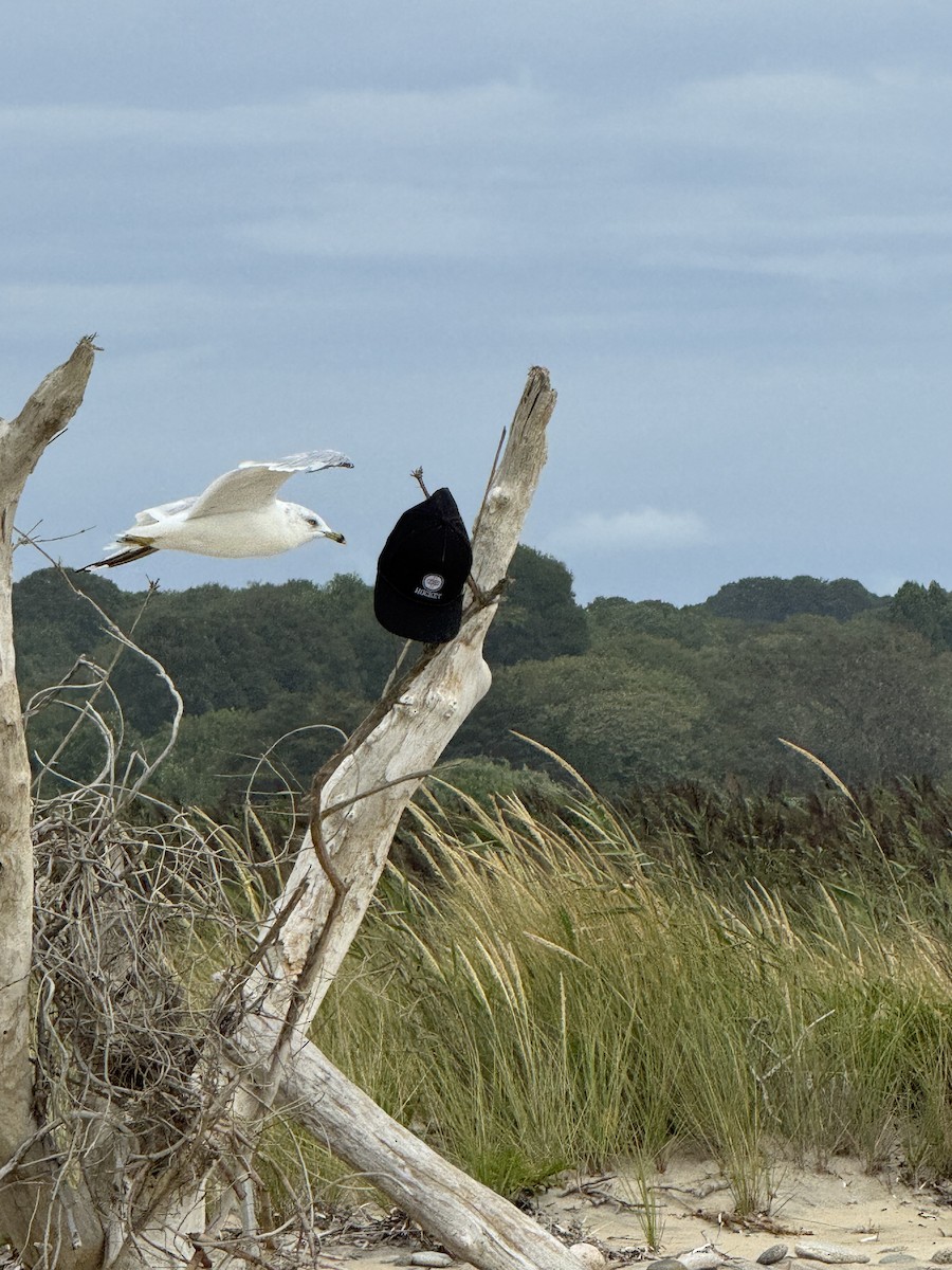 Ring-billed Gull - ML640573900