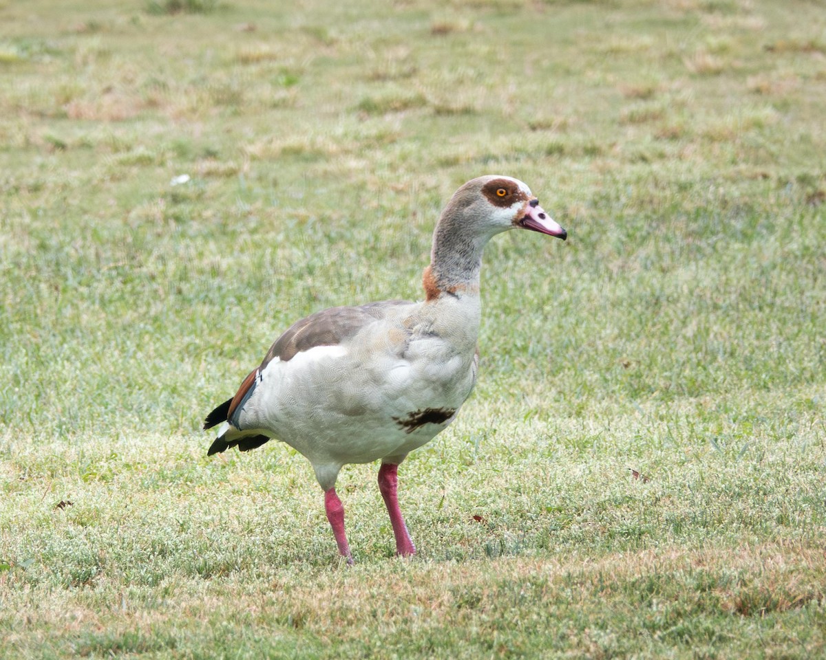 Egyptian Goose - ML640573913