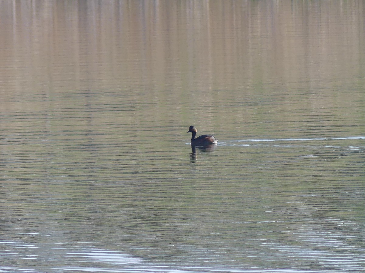 Eared Grebe - ML640573934