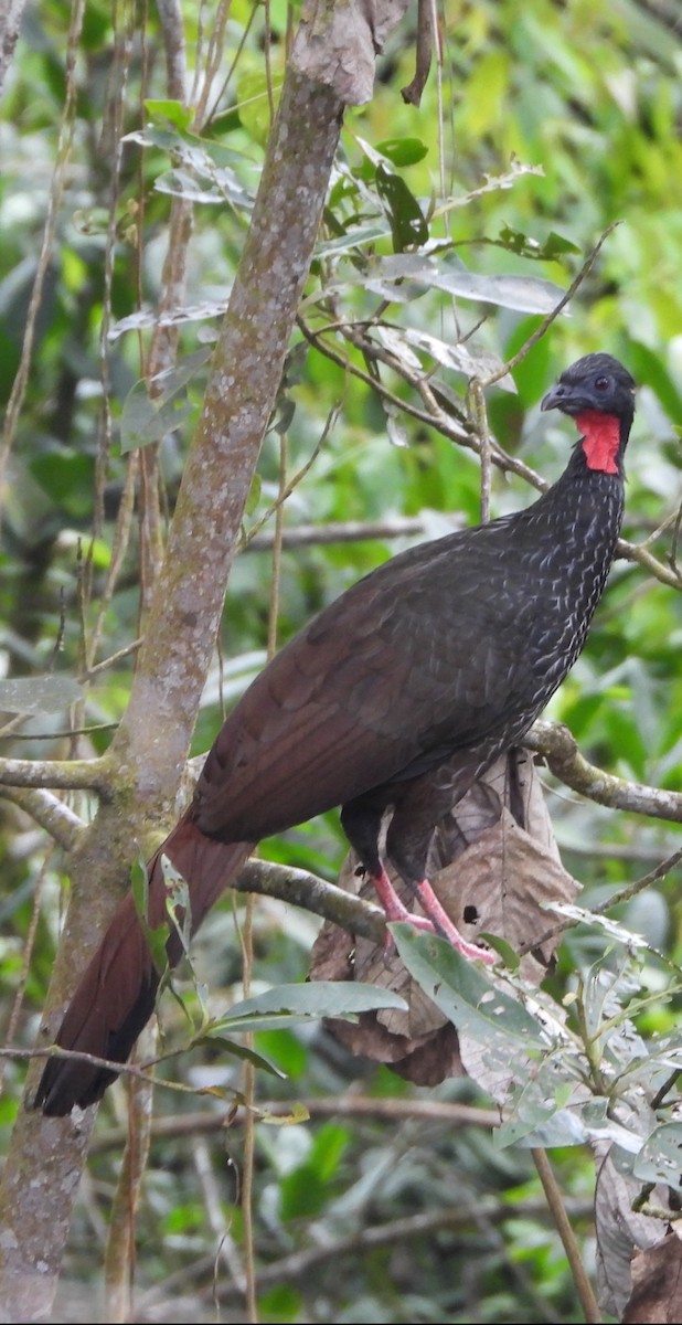 Cauca Guan - ML640573958