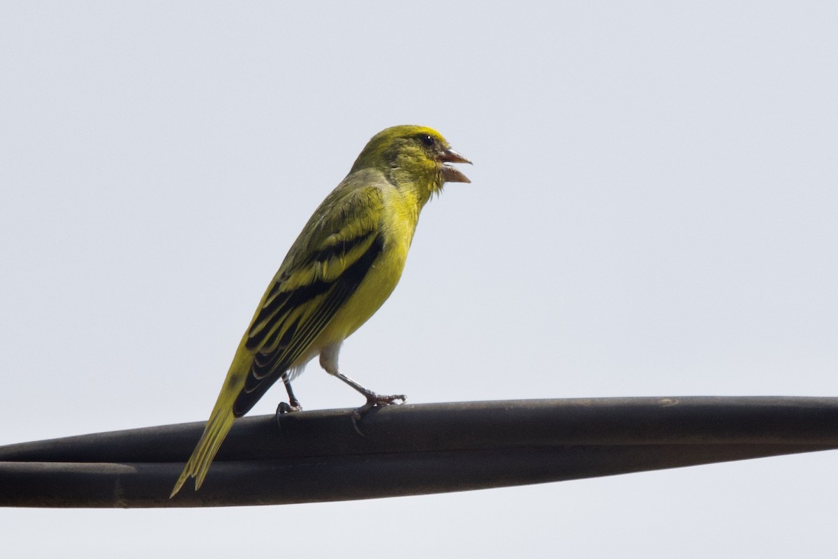 Yellow-crowned Canary - ML640574045