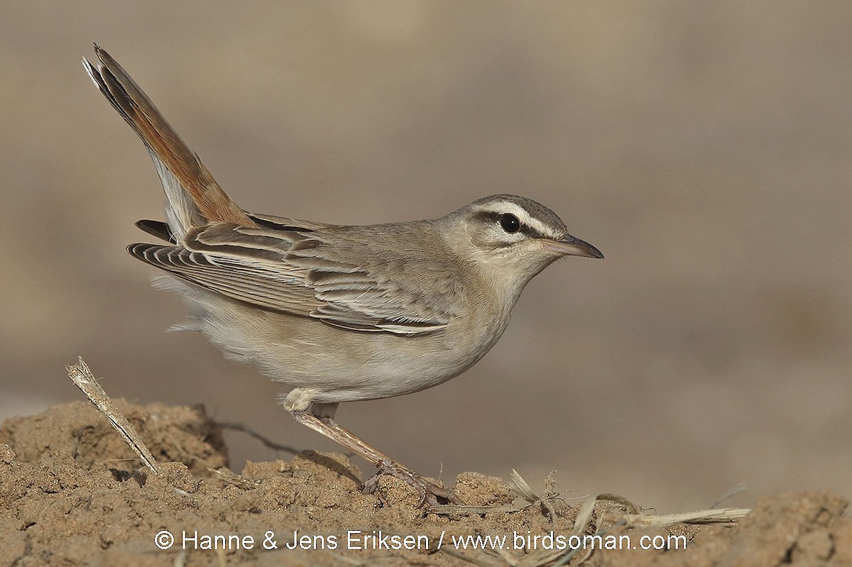 Rufous-tailed Scrub-Robin (Rufous-tailed) - Jens Eriksen