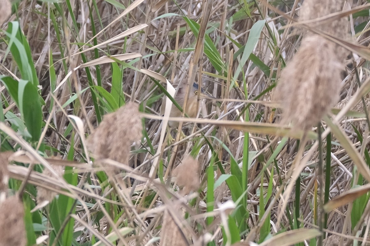 Yellow Bittern - ML640574194