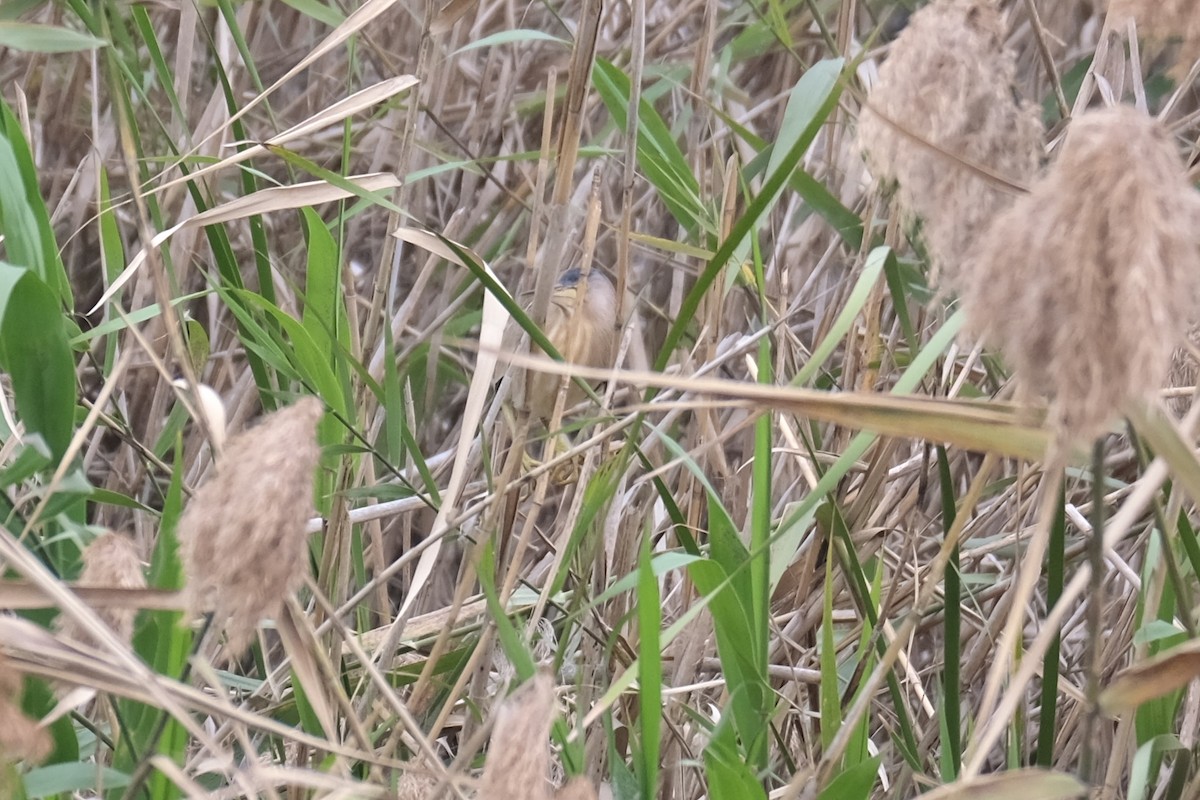 Yellow Bittern - ML640574195