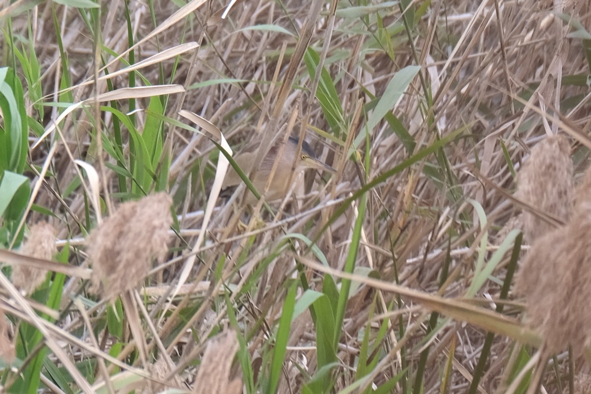 Yellow Bittern - ML640574196