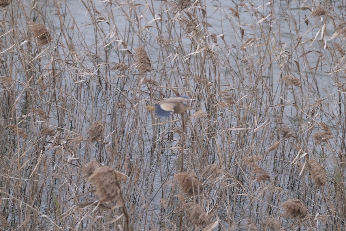 Yellow Bittern - ML640574200