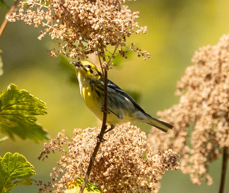 Townsend's Warbler - ML640574233