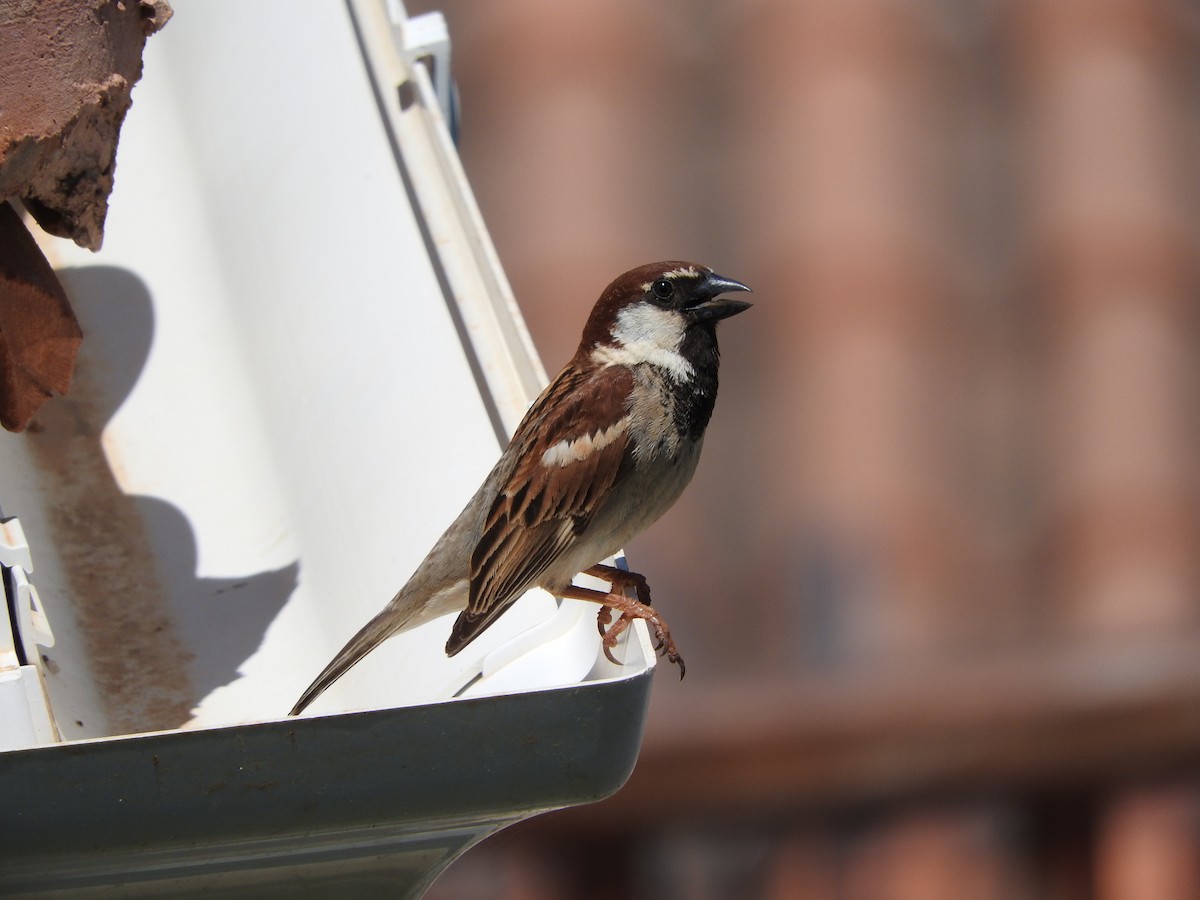 Italian Sparrow - ML640574243
