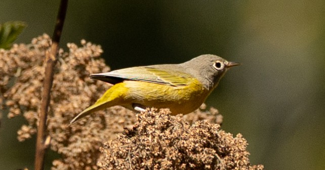 Nashville Warbler - ML640574248