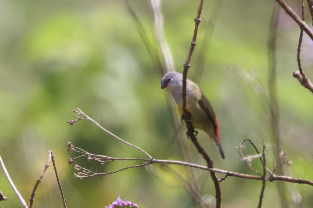Yellow-bellied Waxbill - ML640574267