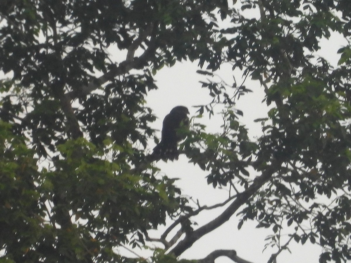 Tiny Hawk - ML640574300