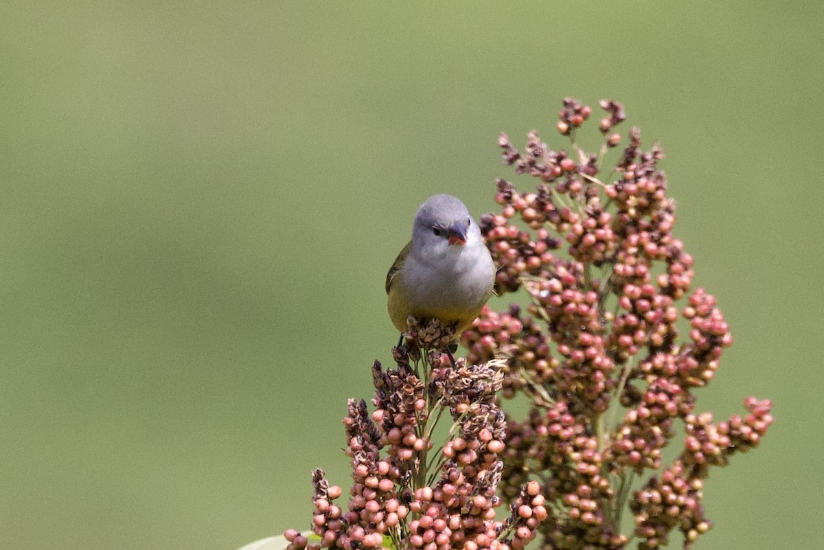 Yellow-bellied Waxbill - ML640574348