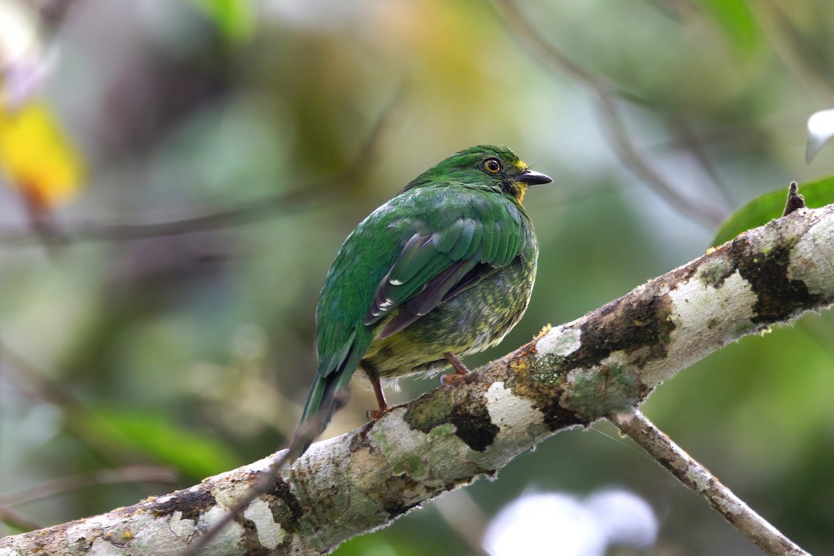 Cotinga chevalier - ML640574353