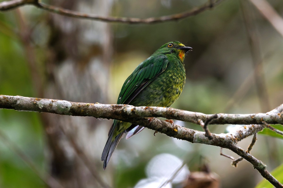 Cotinga chevalier - ML640574356