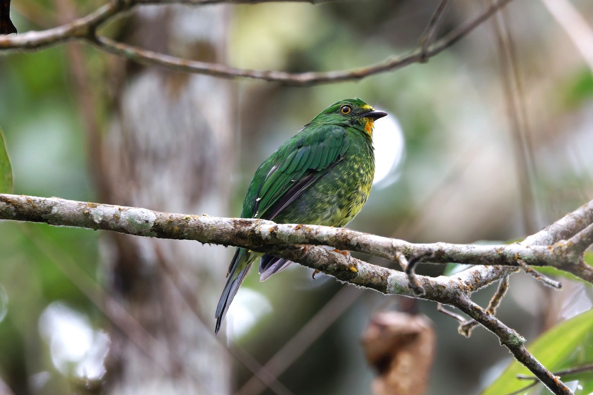 Cotinga chevalier - ML640574359