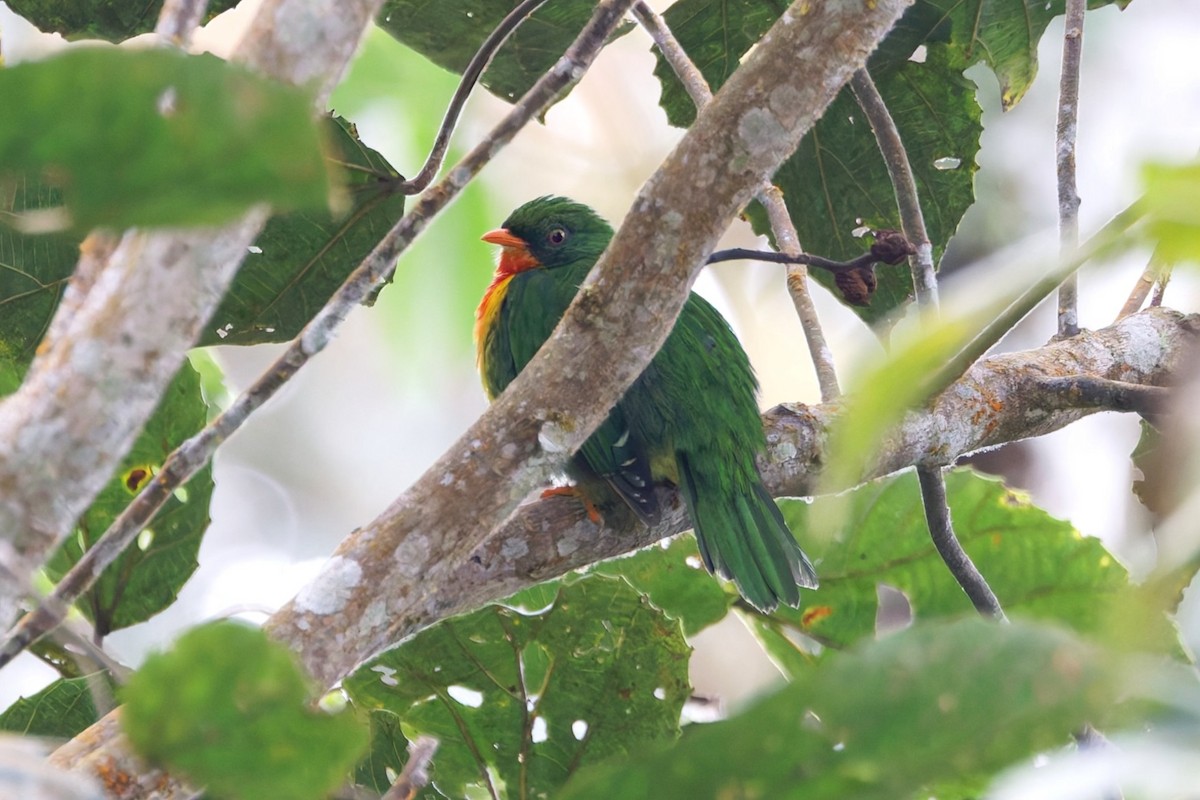 Cotinga chevalier - ML640574366