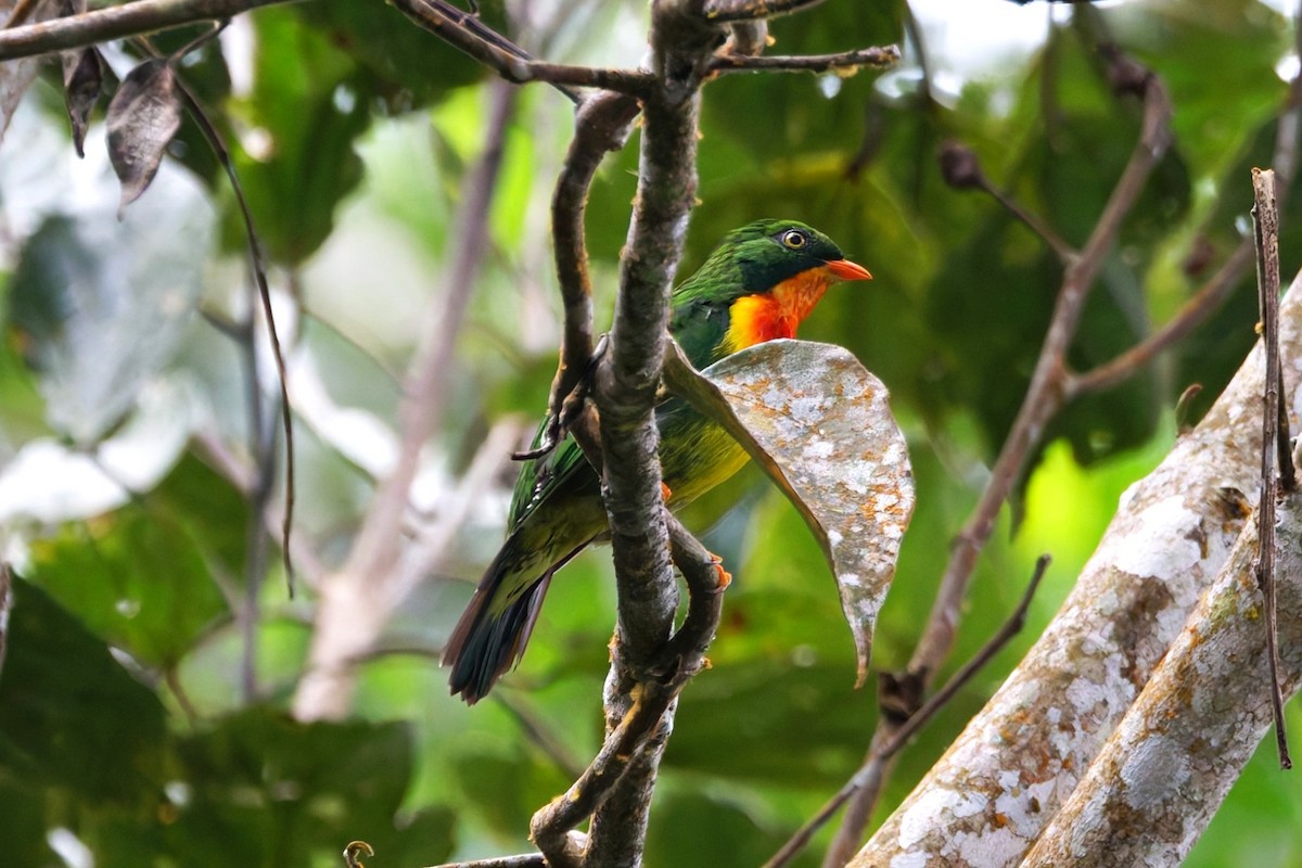 Cotinga chevalier - ML640574367