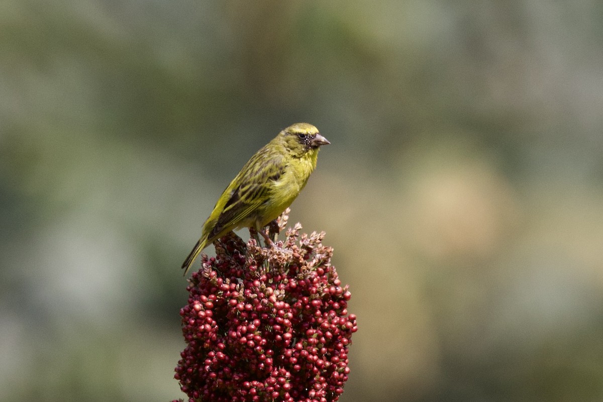 Yellow-crowned Canary - ML640574374