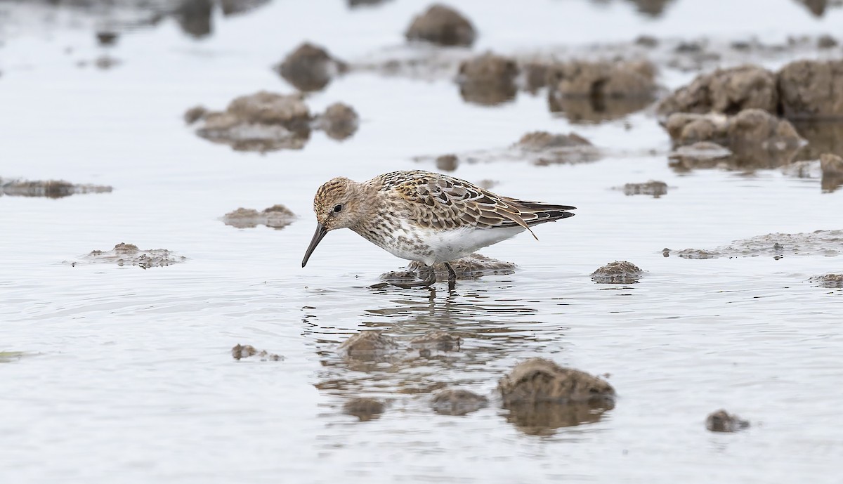 Dunlin (arctica) - Brian Small