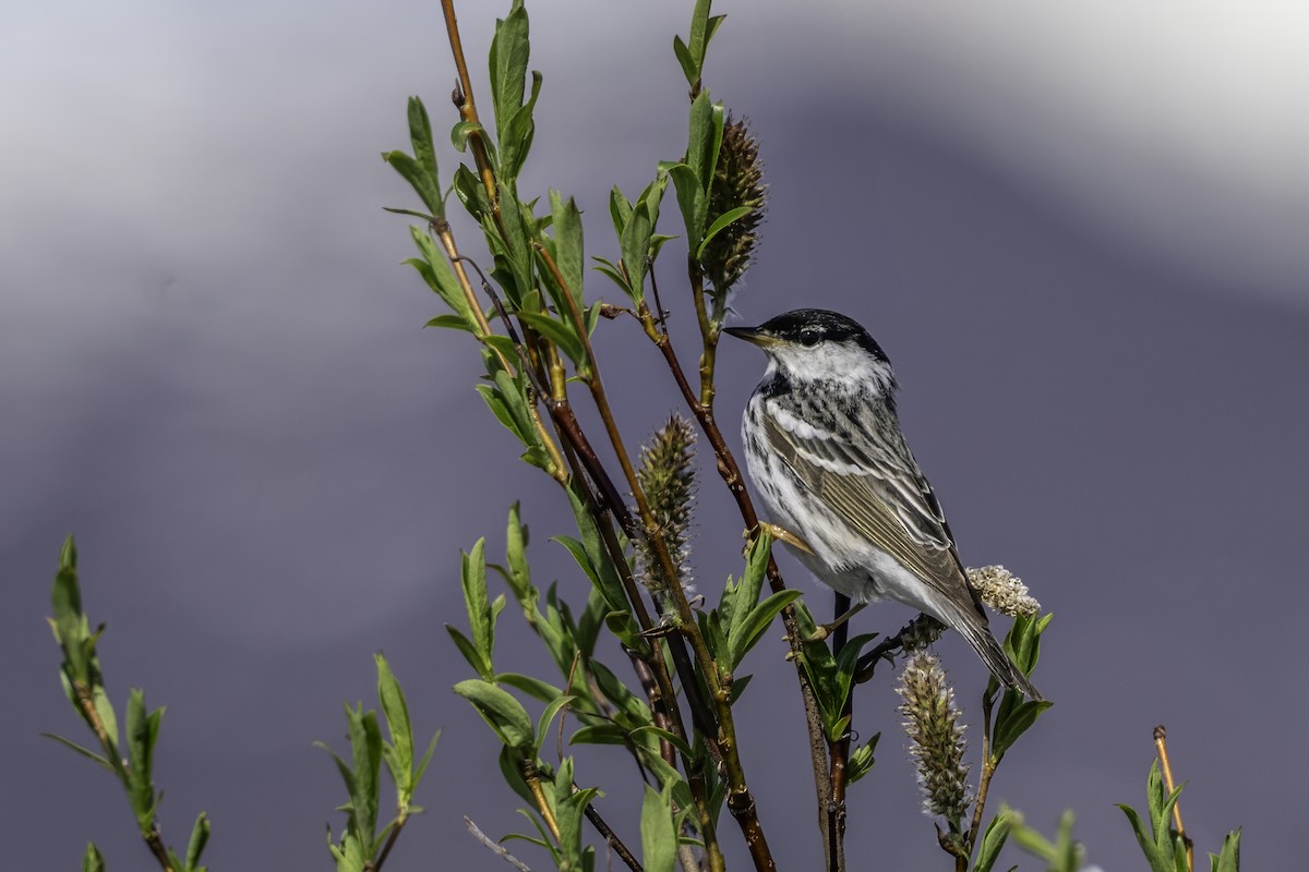 Blackpoll Warbler - ML640574431