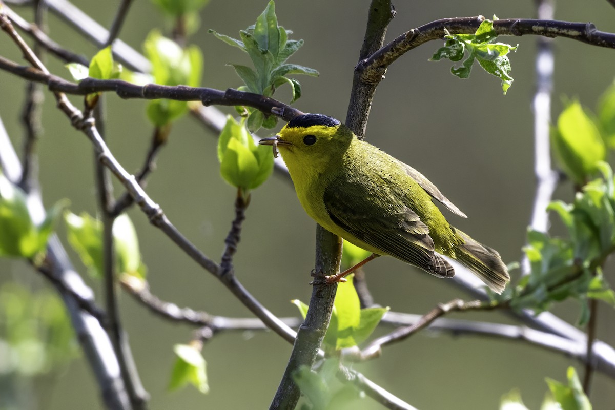 Wilson's Warbler - ML640574441