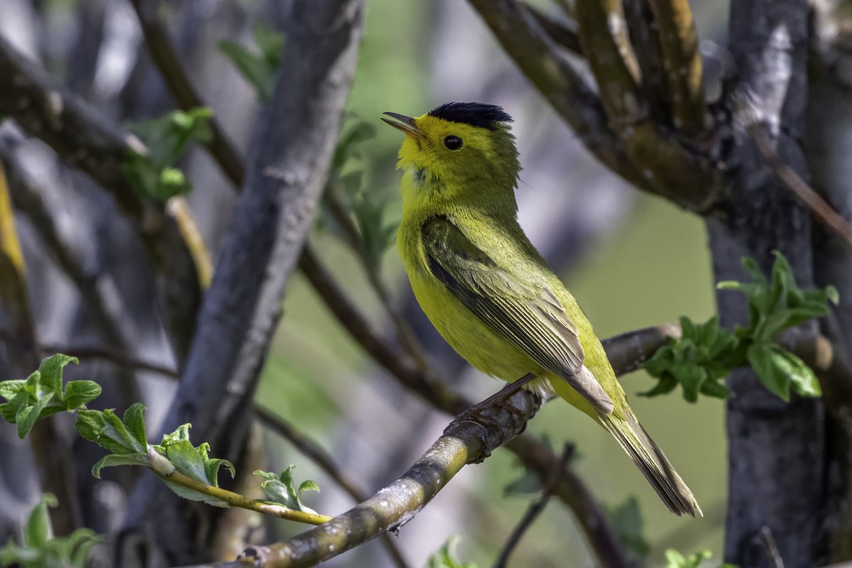 Wilson's Warbler - ML640574447