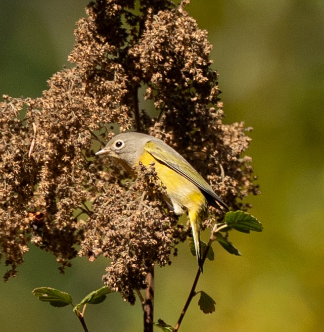 Nashville Warbler - ML640574478