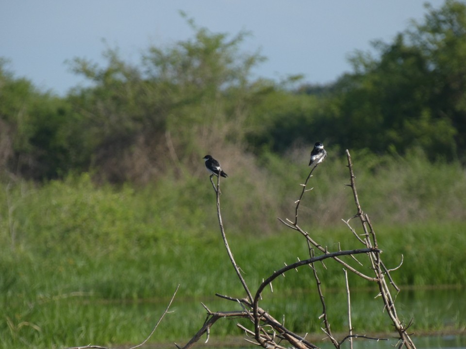 Mangrove Swallow - ML640574505