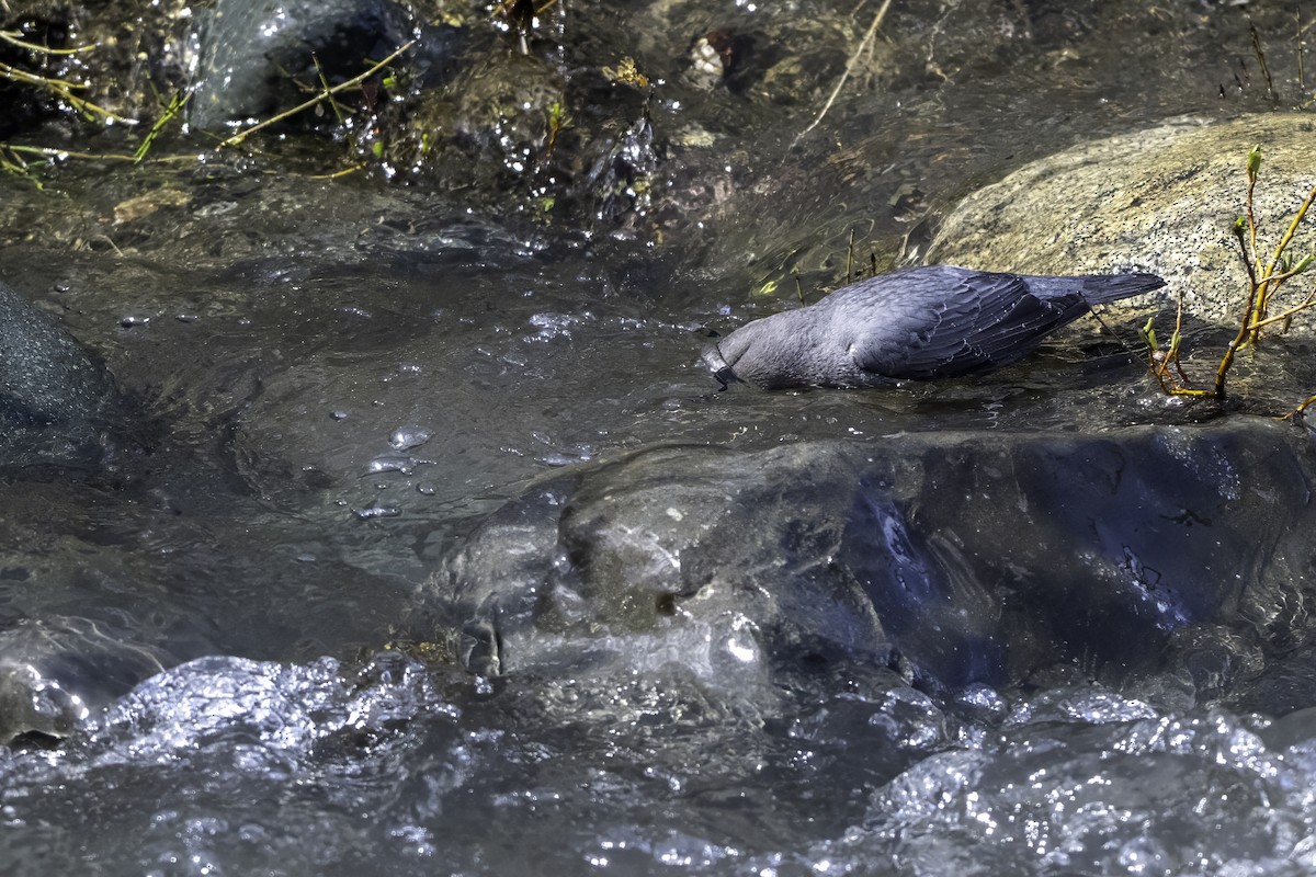 American Dipper - ML640574587