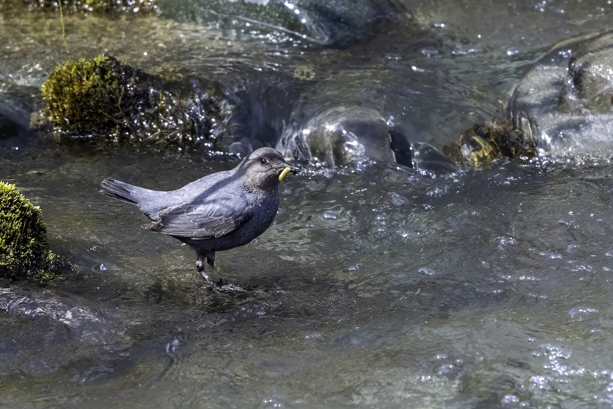 American Dipper - ML640574588
