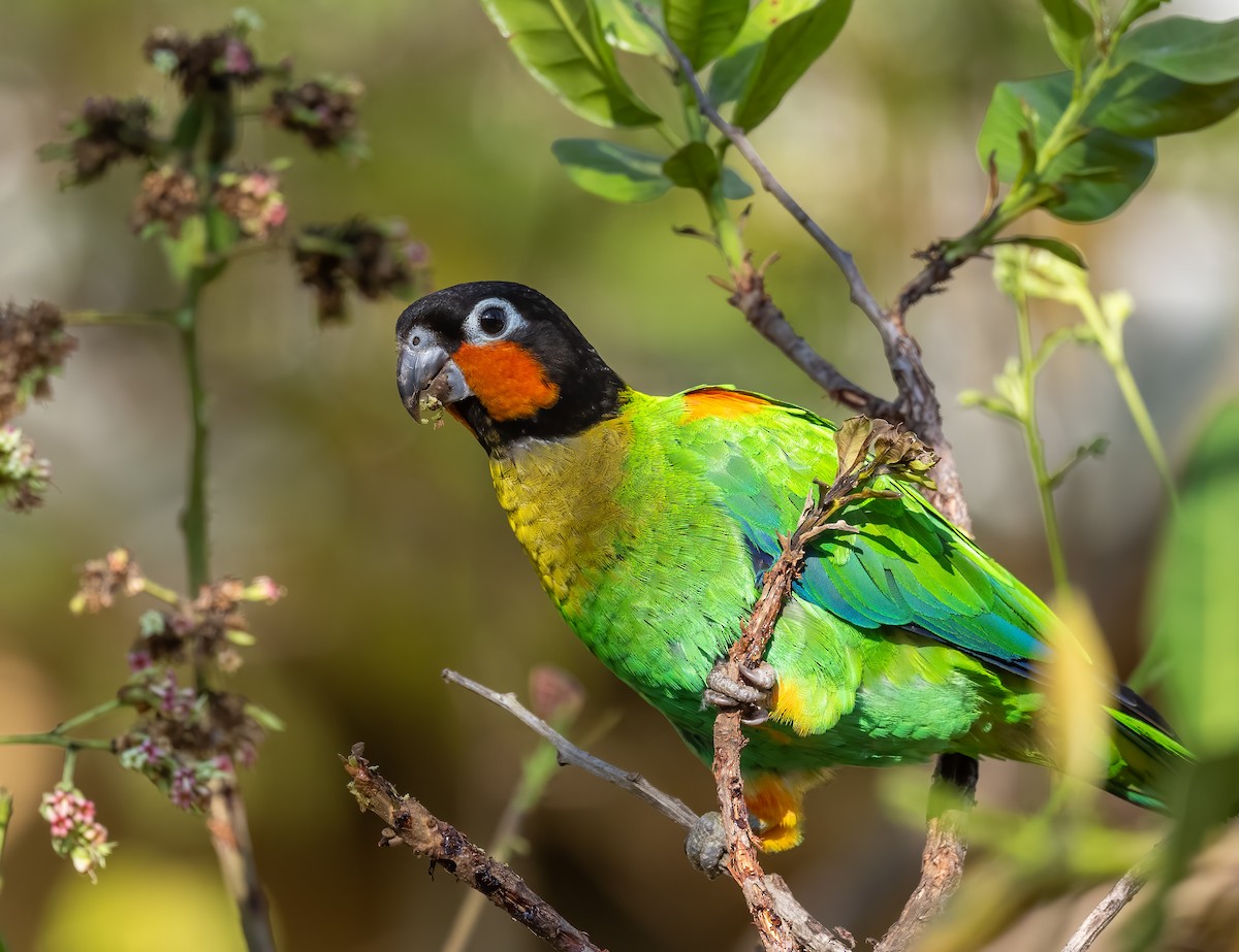 Orange-cheeked Parrot - ML640574656