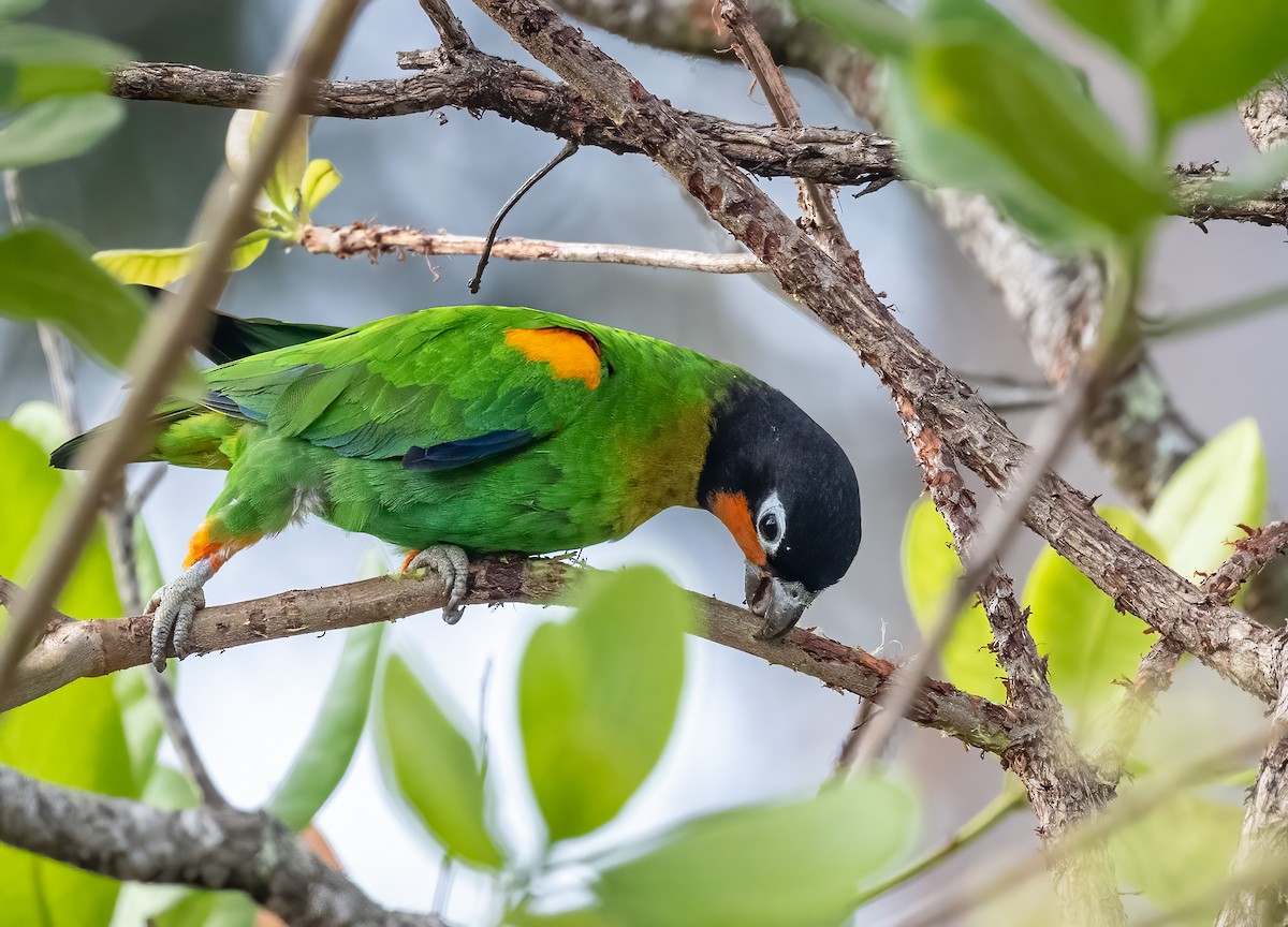 Orange-cheeked Parrot - ML640574664