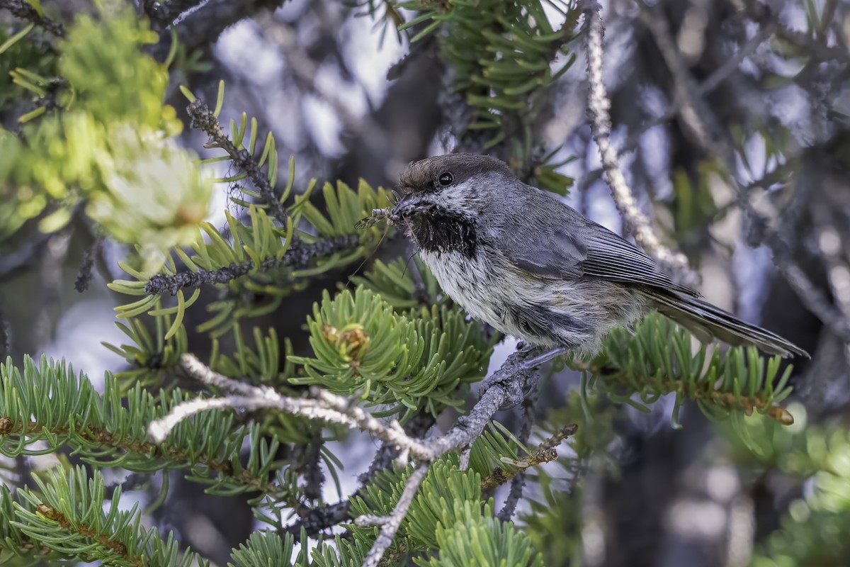 Boreal Chickadee - ML640574678