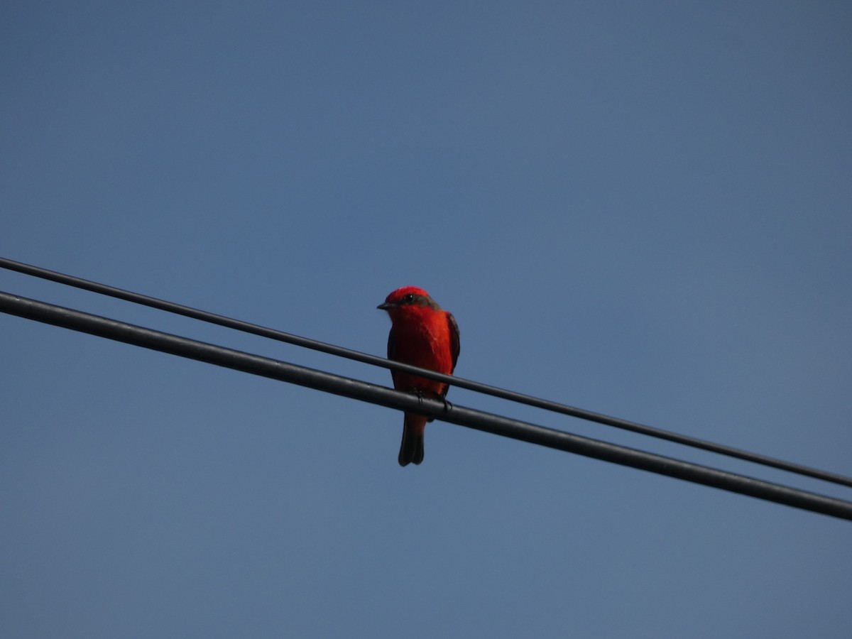 Vermilion Flycatcher - ML640574702