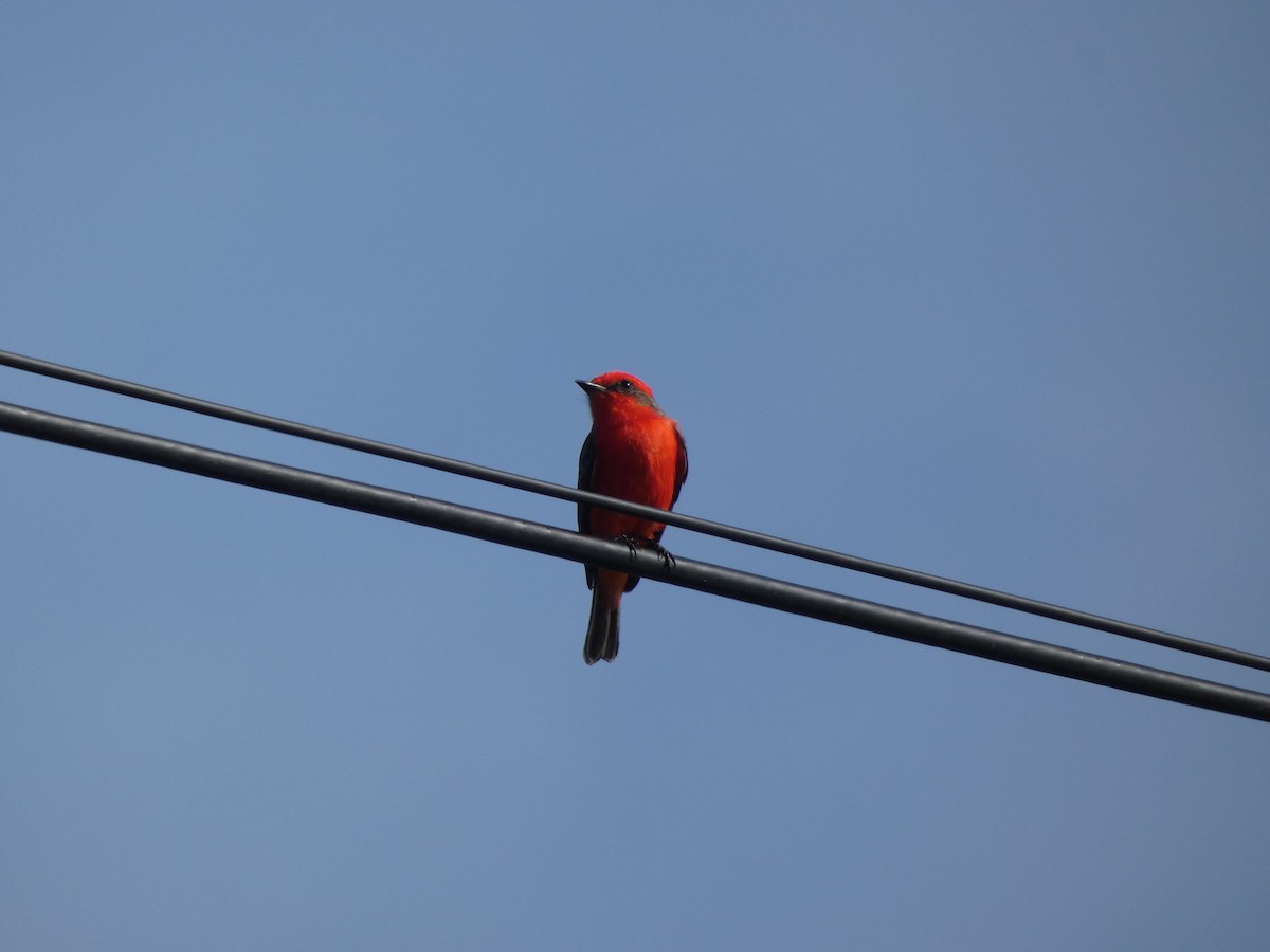 Vermilion Flycatcher - ML640574706
