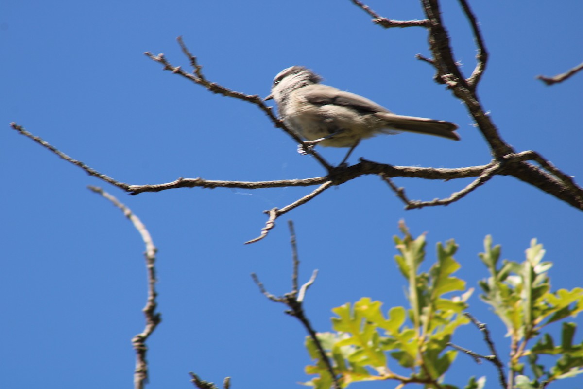 Mountain Chickadee - ML640574809