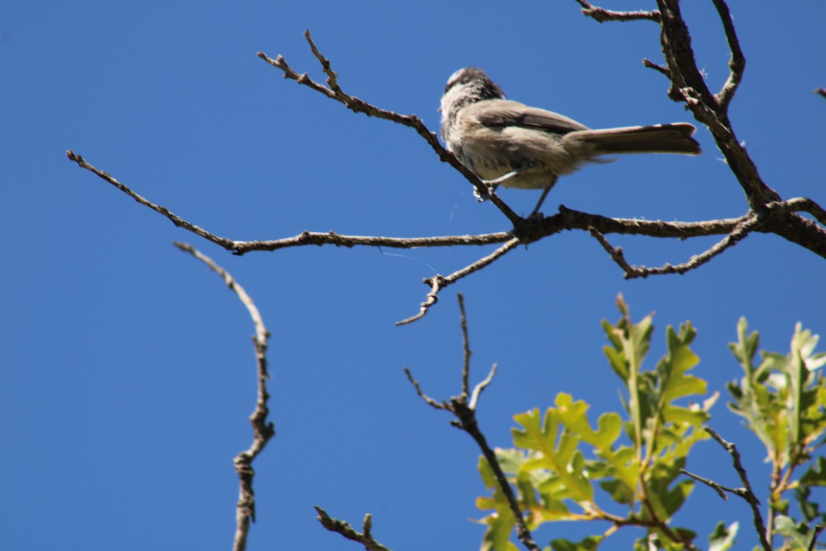Mountain Chickadee - ML640574810