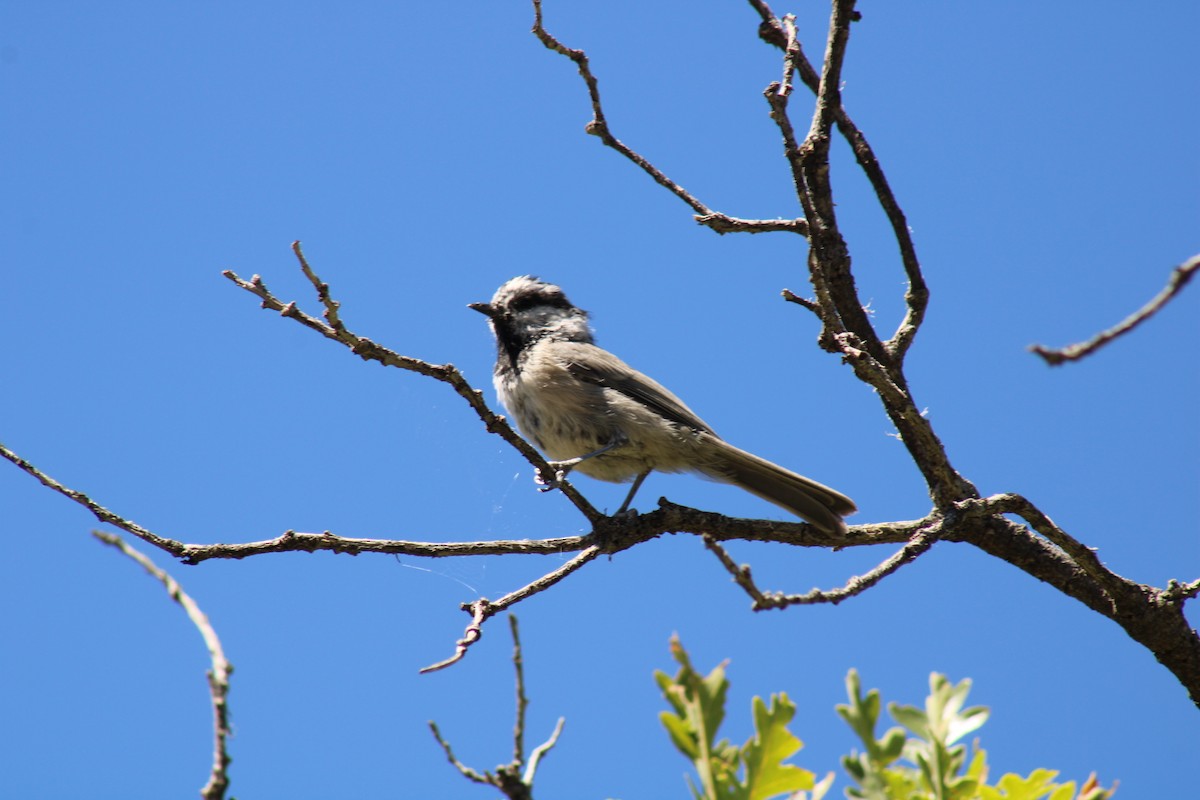 Mountain Chickadee - ML640574812
