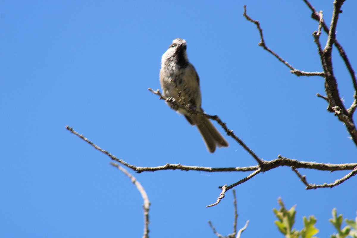 Mountain Chickadee - ML640574813