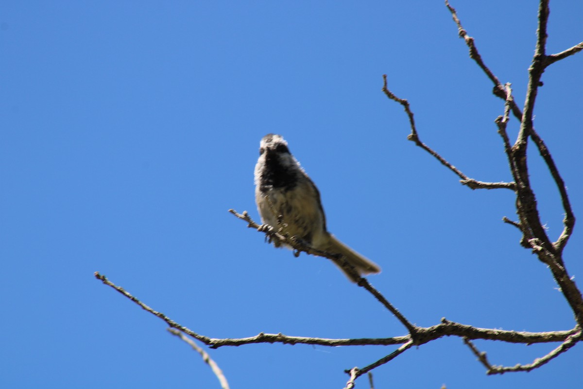 Mountain Chickadee - ML640574814