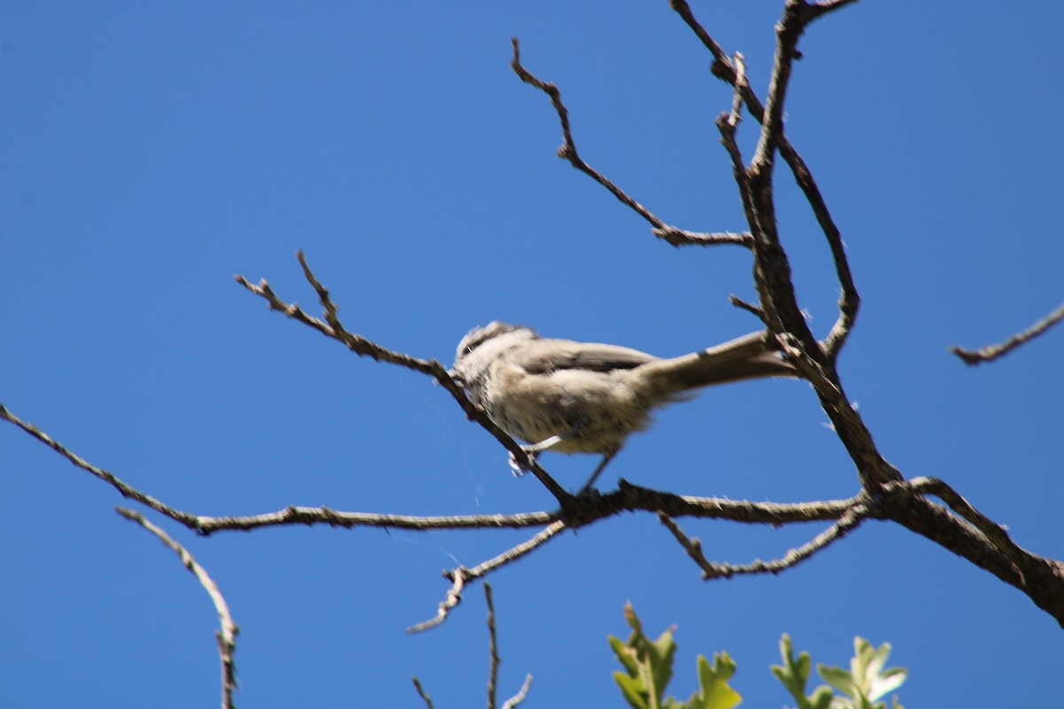 Mountain Chickadee - ML640574815