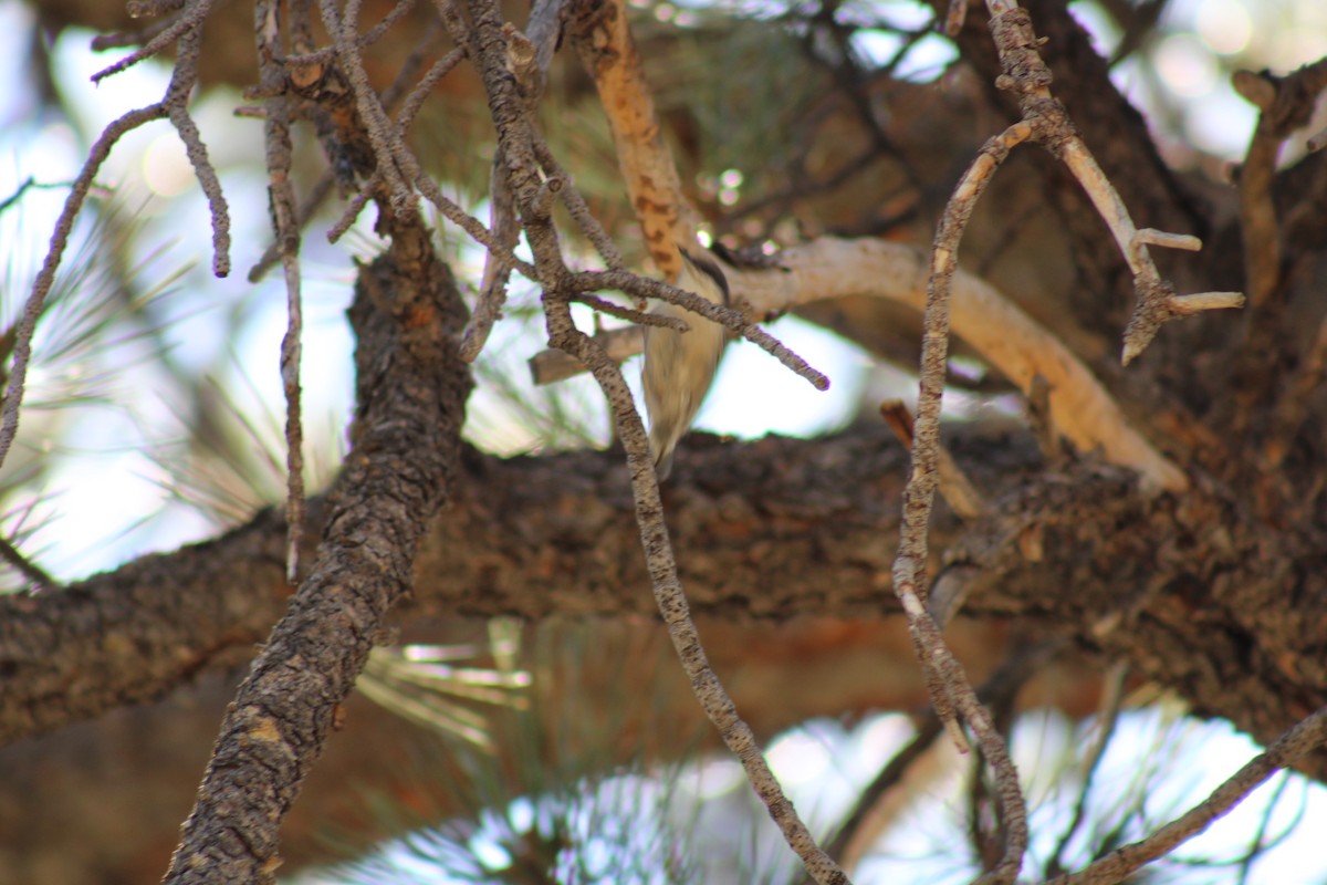 Pygmy Nuthatch - ML640574826