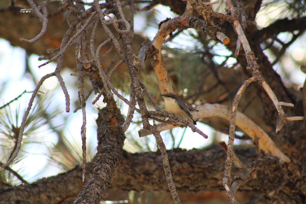 Pygmy Nuthatch - ML640574827