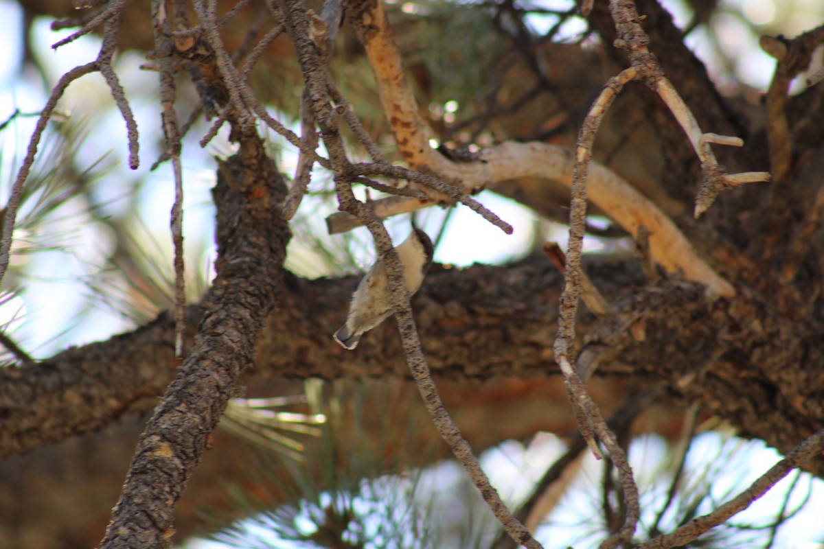 Pygmy Nuthatch - ML640574828