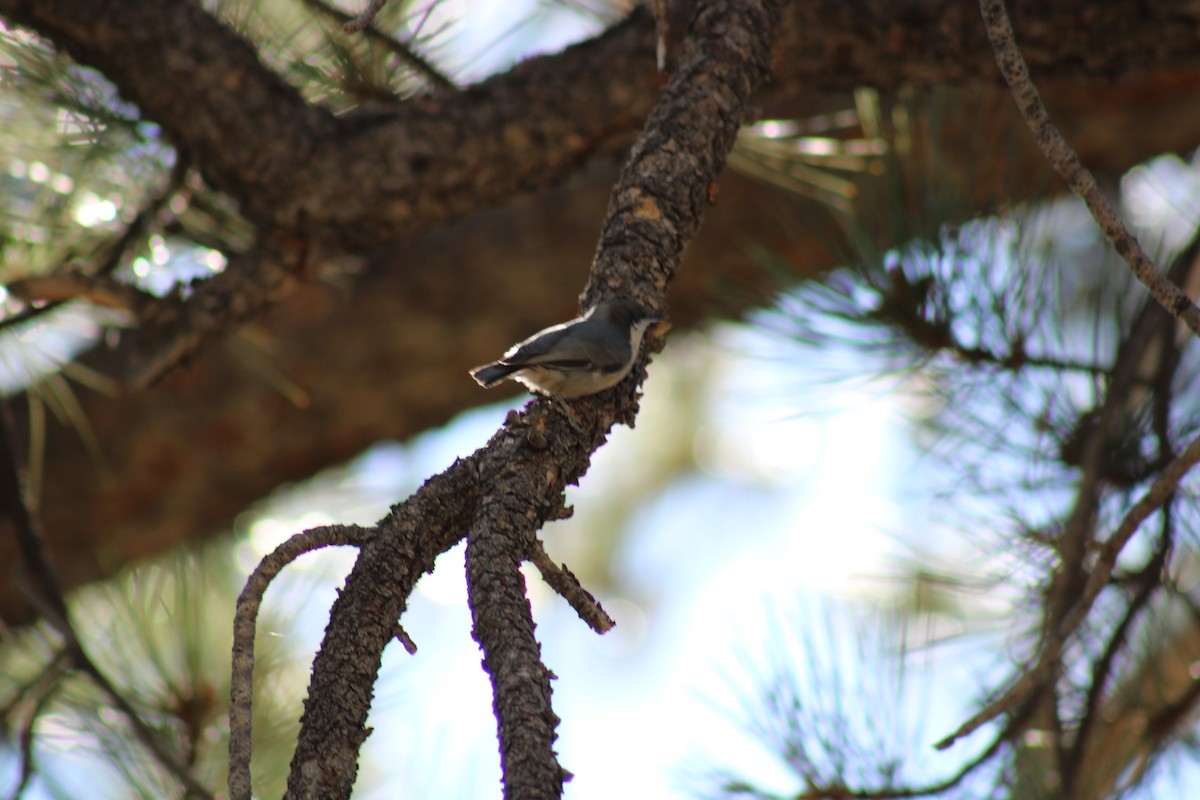 Pygmy Nuthatch - ML640574829